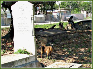 goats_and_graves_3_randy_mazie