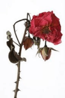 dying-rose
