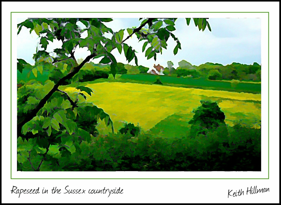 WHITE squarerapeseedx (950x695)